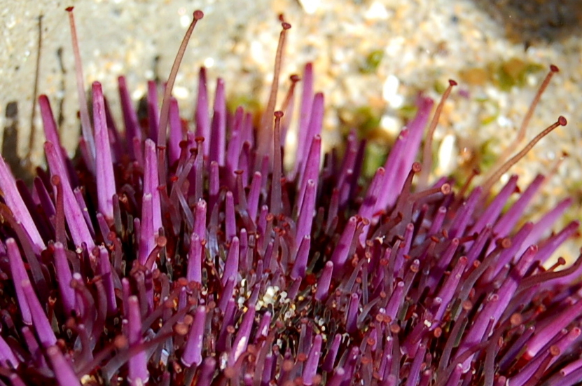 Occhi color del mare, Attualità