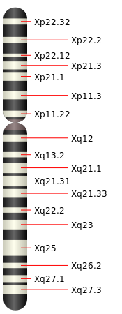 175px-Chromosome_X.svg