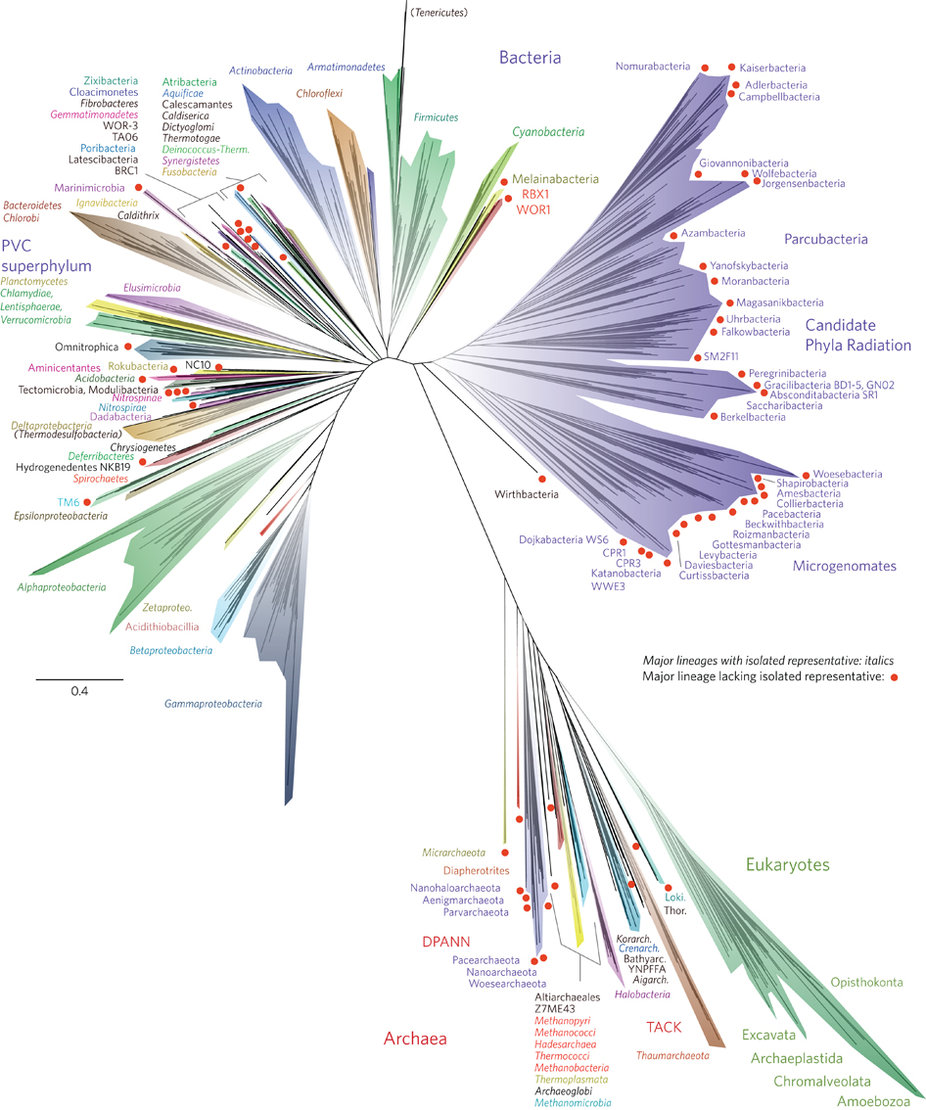 albero vita genoma batteri