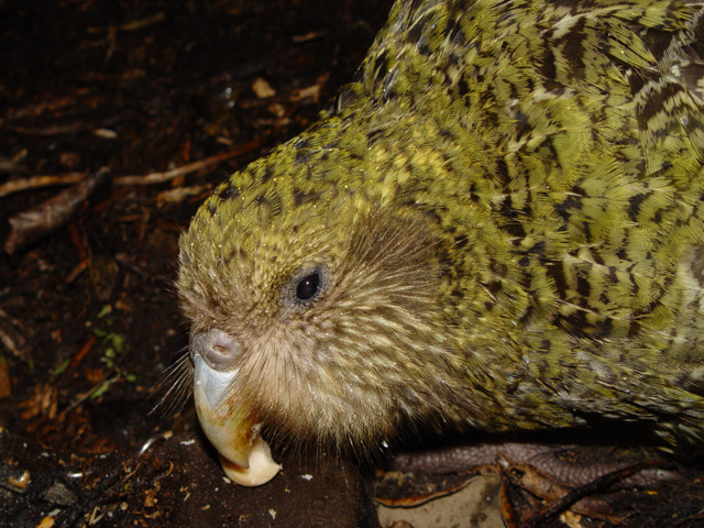 kakapo_strigops_nuova_zelanda