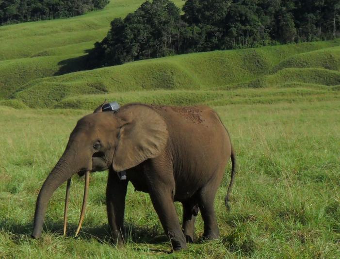 elefante foreste gabon
