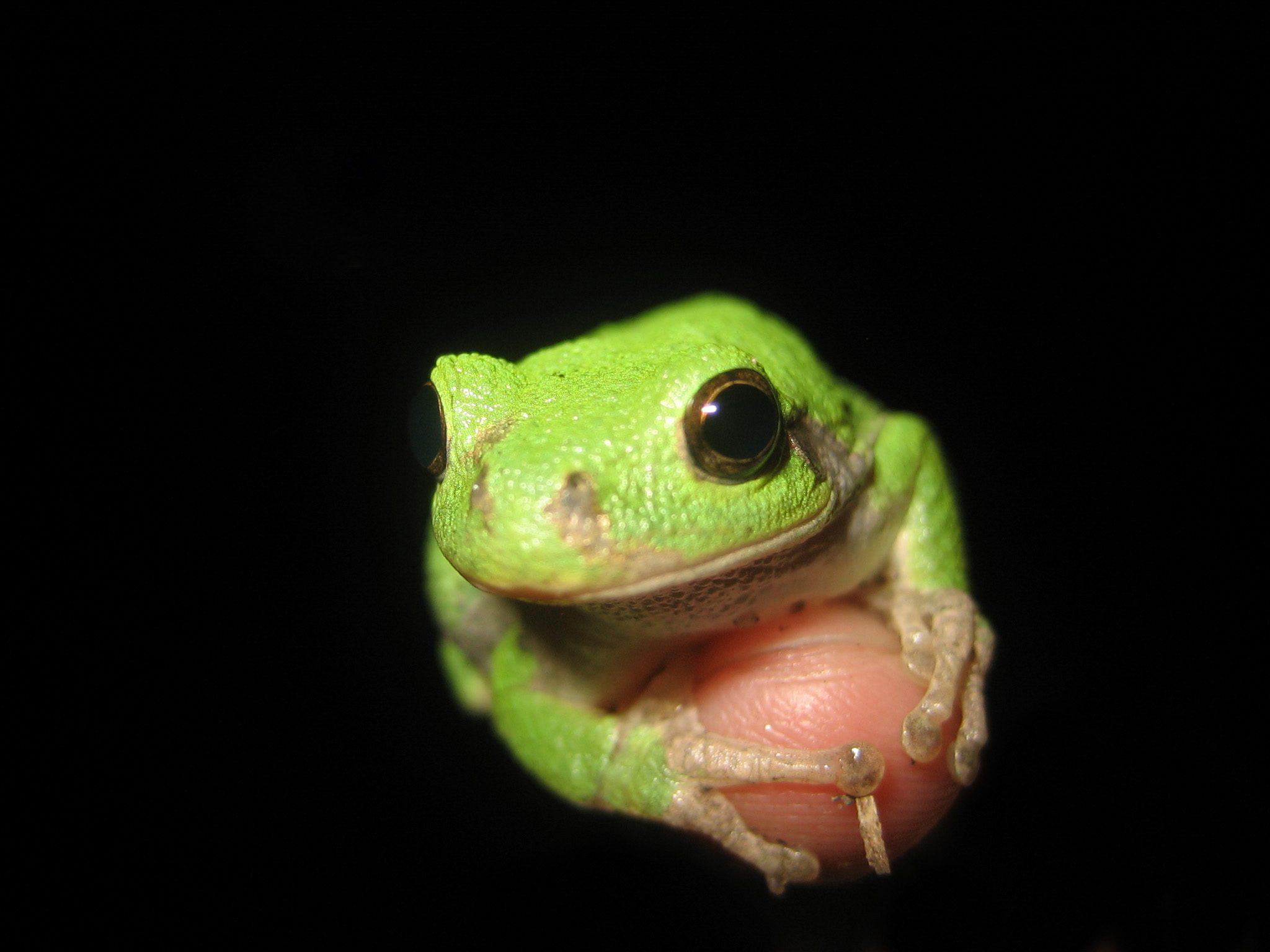 Tree frog (crediti Adam L)