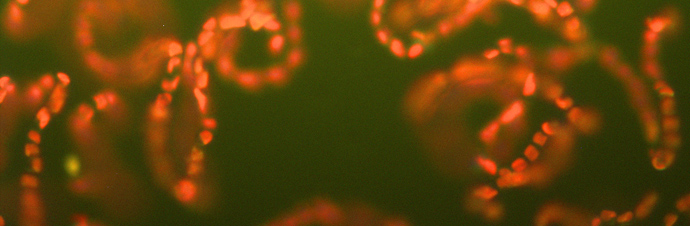 Fluorescenza rossa del fitoplancton (crediti NASA)