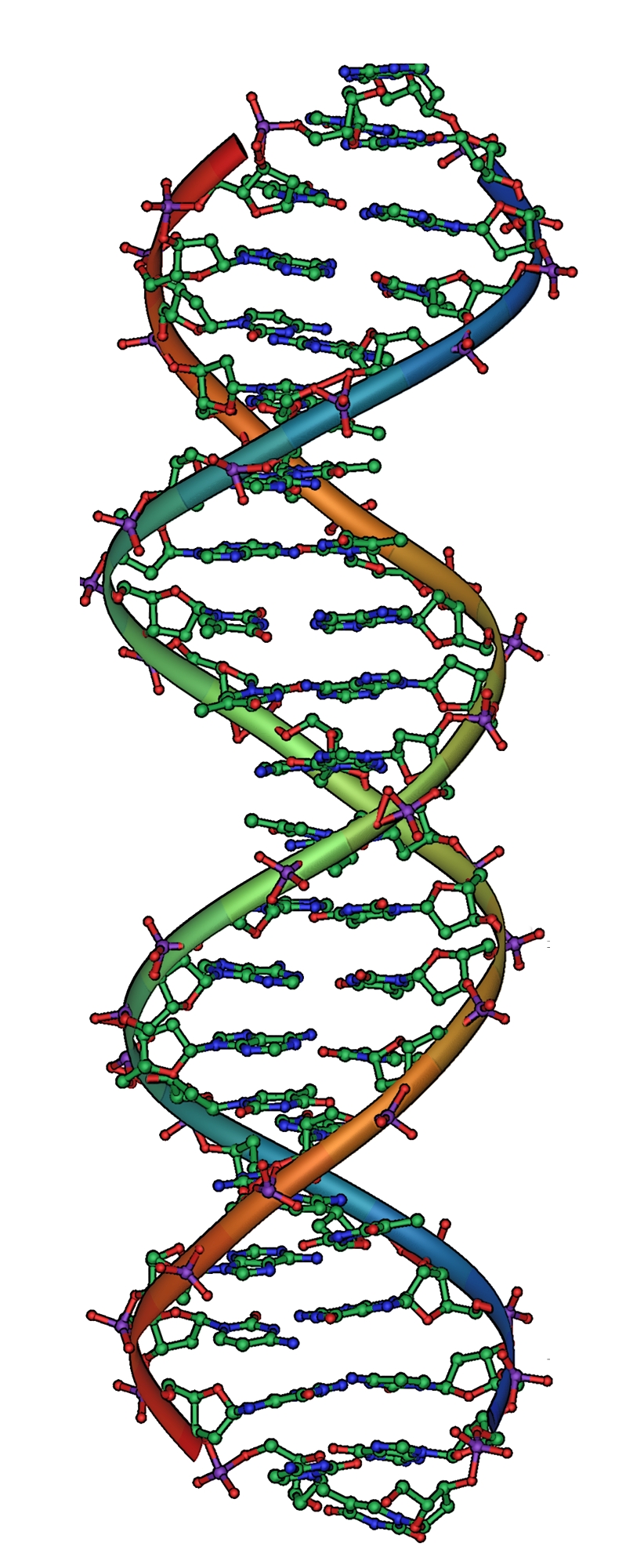 DNA (Crediti: Michael Ströck)