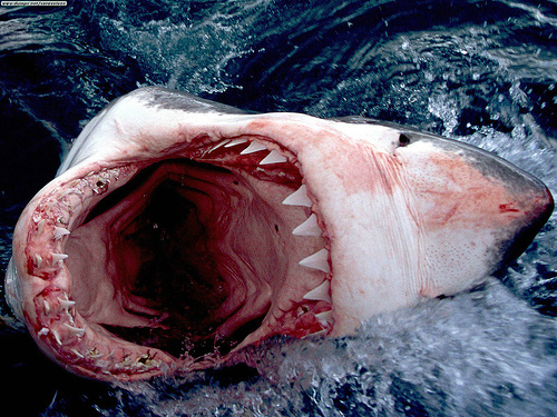 Uno squalo bianco (crediti: Herman Yung)