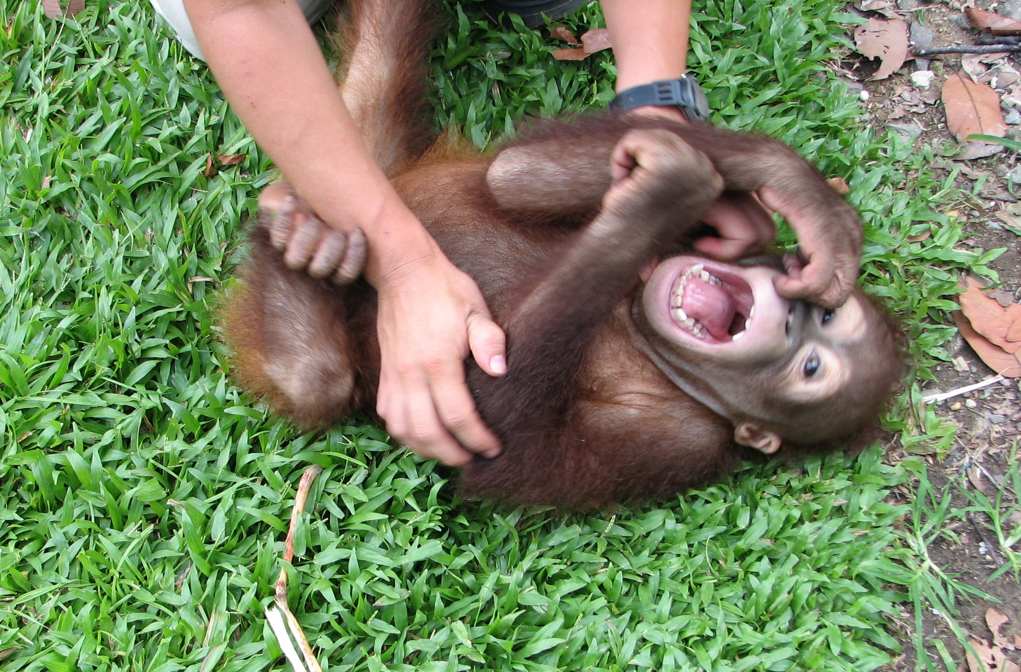 L'orangutan "Naru" mentre le fanno il solletico (crediti: Davila Ross)