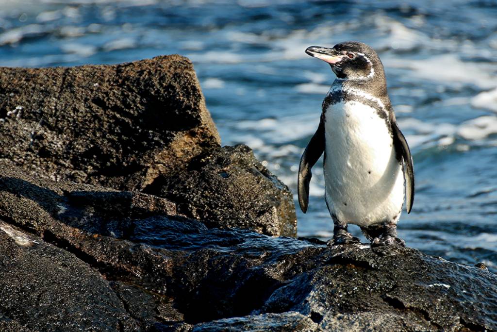 Pinguino delle Galápagos (foto di Mike Struik)