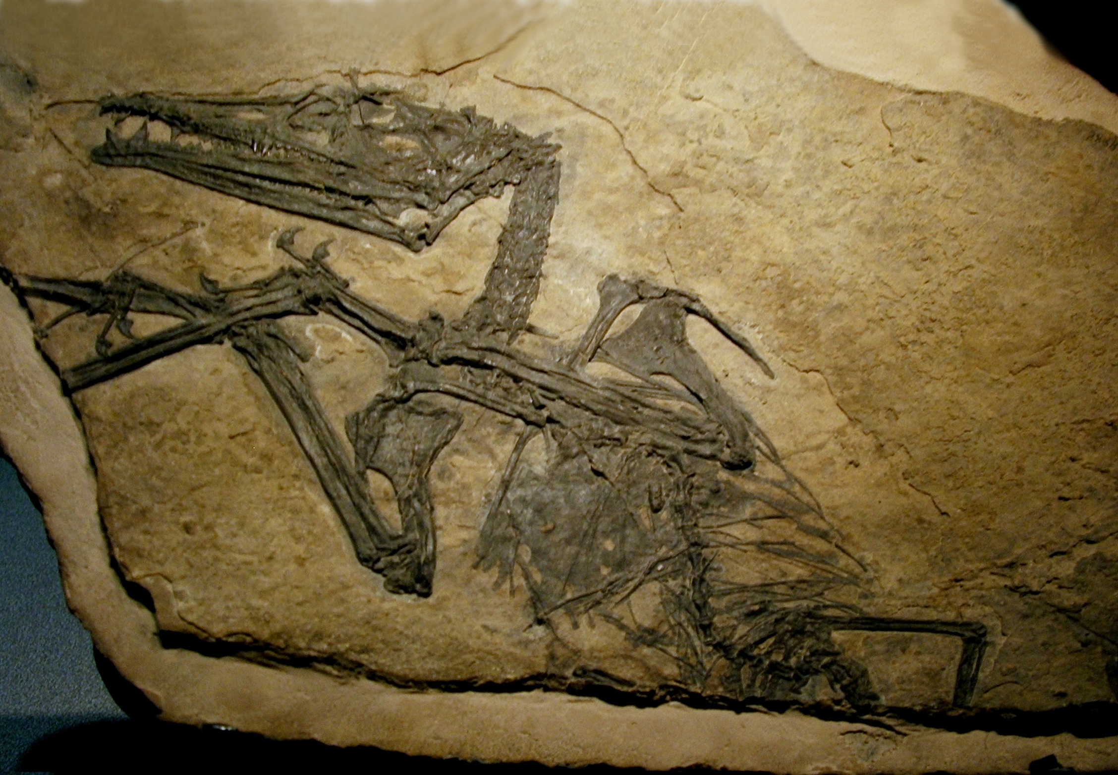 Eudimorphodon ranzii - Foto ripresa nel museo di scienze naturali di Bergamo autore Luigi Chiesa
