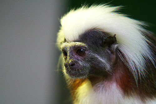 Una scimmia tamarina "dalla chioma di cotone" (crediti: Su Neko)