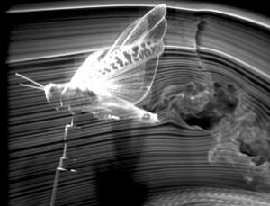 Una lucusta dentro un tunnel a vento (crediti: Simon Walker, Animal Flight Group, Oxford University)