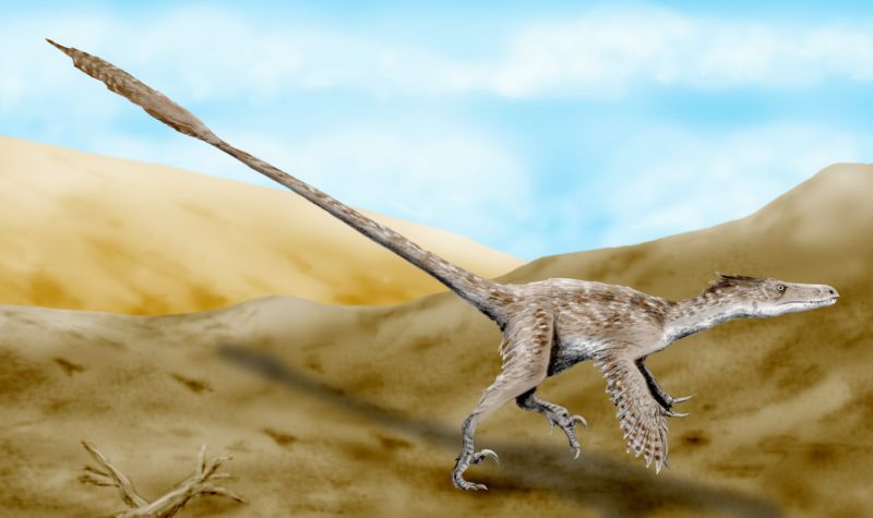 Velociraptor_BW
