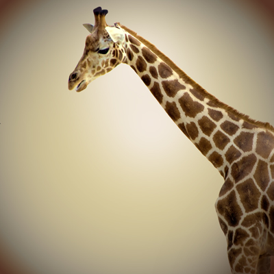 Una delle giraffe del Bioparco di Roma