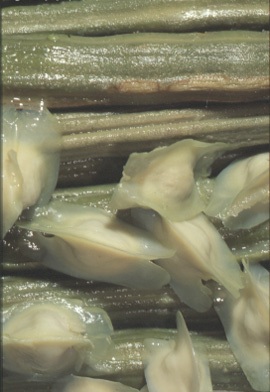 Semi e frutti di Moringa oleifera (Mark E. Olsen)
