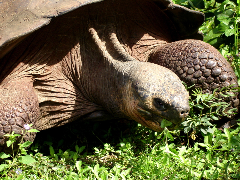 Tartaruga gigante delle Galapagos
