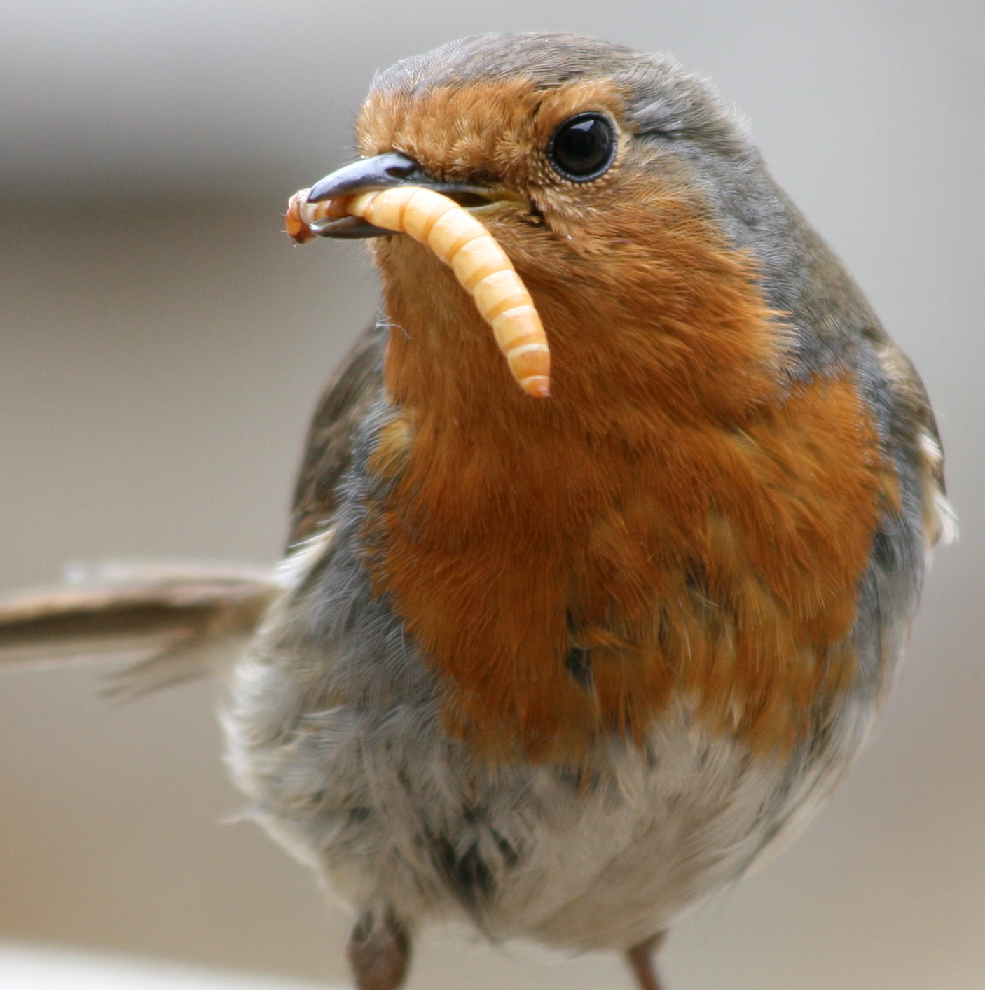 European_Robin_(Erithacus_rubecula)_with_mealworm