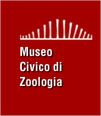 museo_zoologia_jpg_w202_h