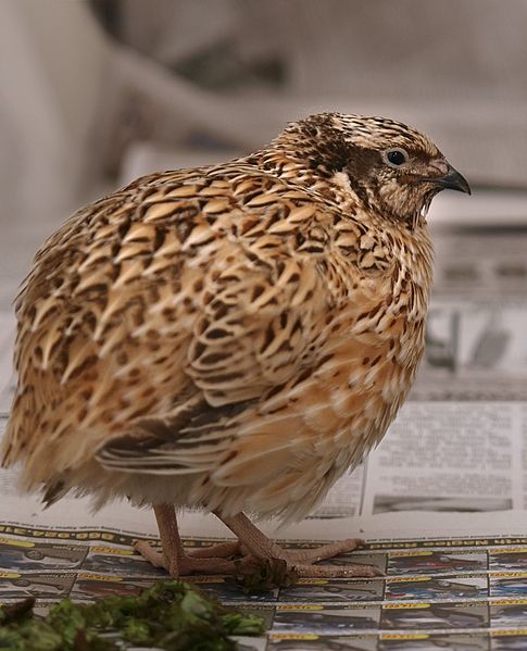 Crediti immagine: Mikiko the Quail