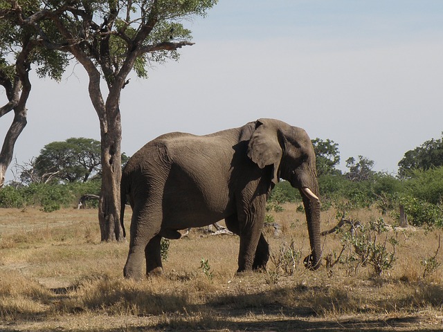 africa-82474_640