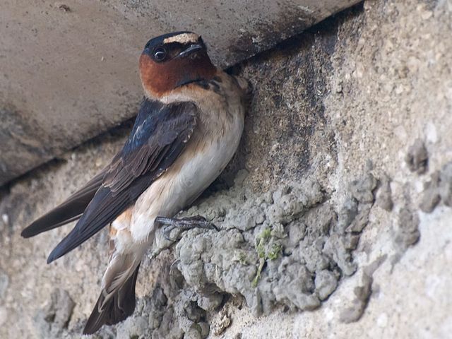 640px-Cliff_Swallow_Builder