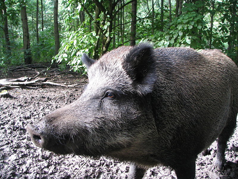 cinghiale