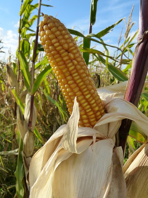 corn-60106_640