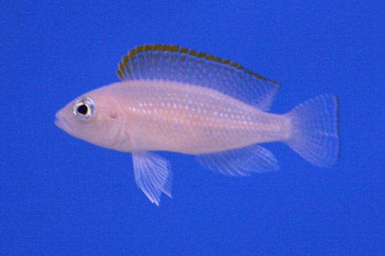 Crediti immagine: Melanochromis (dominio pubblico)