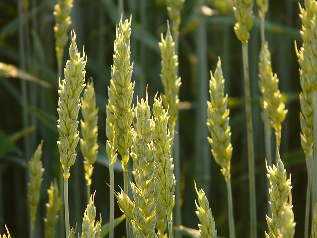 wheat-8244_640