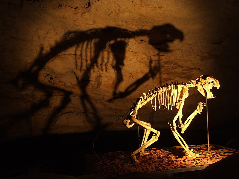 800px-Thylacoleo_skeleton_in_Naracoorte_Caves