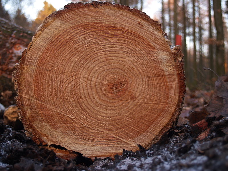 800px-Tree_rings