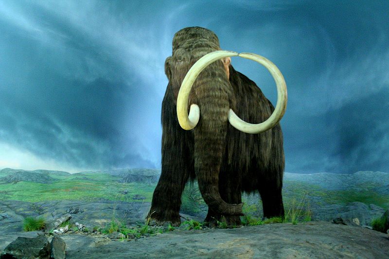 800px-Wooly_Mammoth-RBC