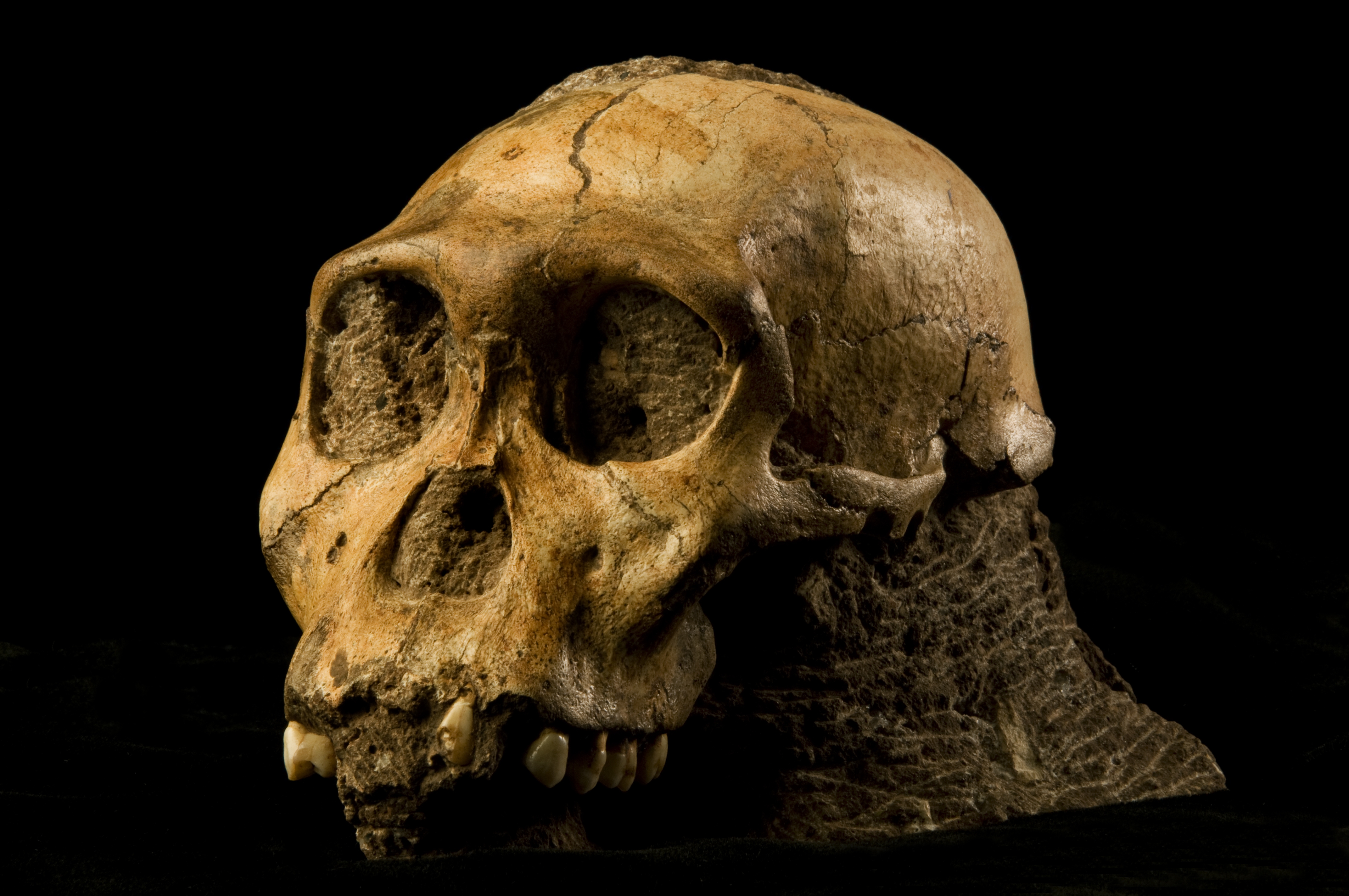 Australopithecus