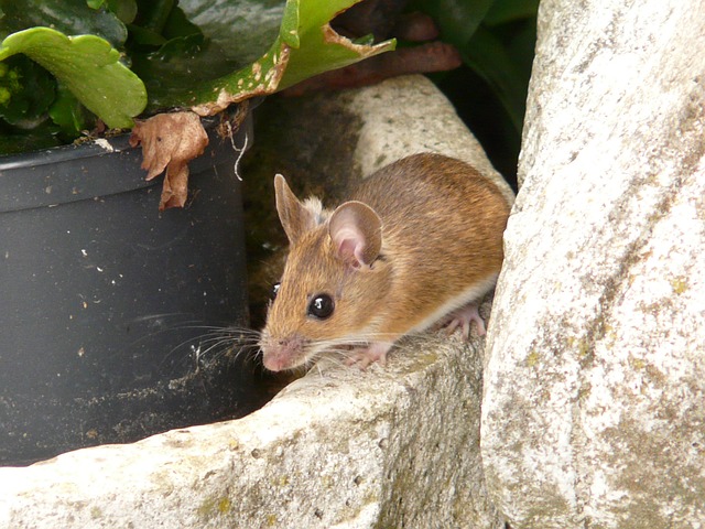 wood-mouse-8175_640