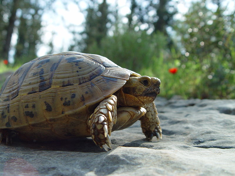 800px-Testudo_graeca