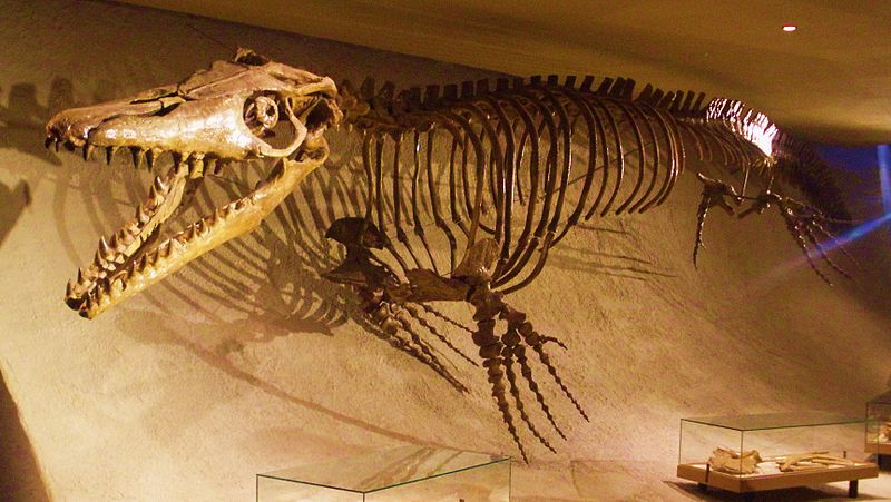 Mosasaurus_hoffmannii_-_skeleton