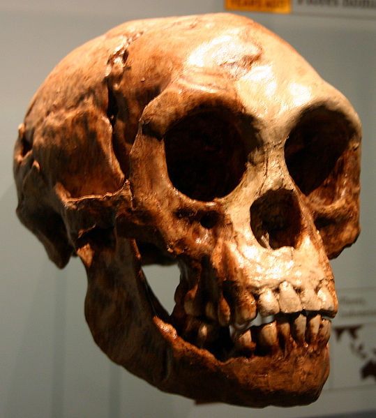539px-Homo_floresiensis