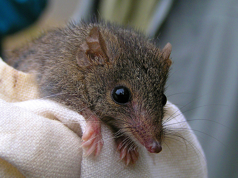 800px-Agile_Antechinus_(Antechinus_agilis)_on_cloth,_close-up_from_front