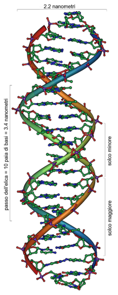 239px-DNA_Overview_it_