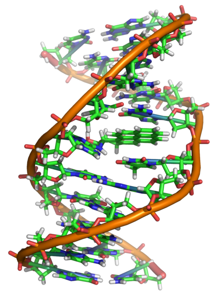 433px-Benzopyrene_DNA_adduct_1JDG