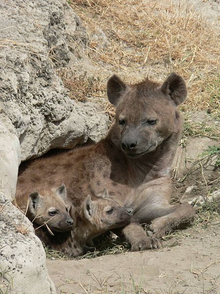450px-Spotted_Hyena_and_young_in_Ngorogoro_crater