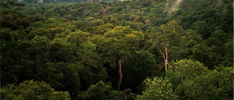 800px-Amazon_Manaus_forest