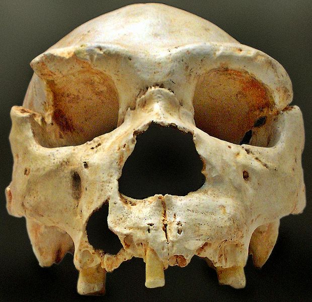 620px-Homo_heidelbergensis-Cranium_-5