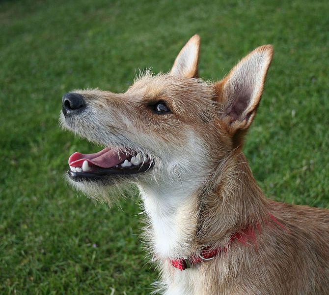 670px-Terrier_mixed-breed_dog
