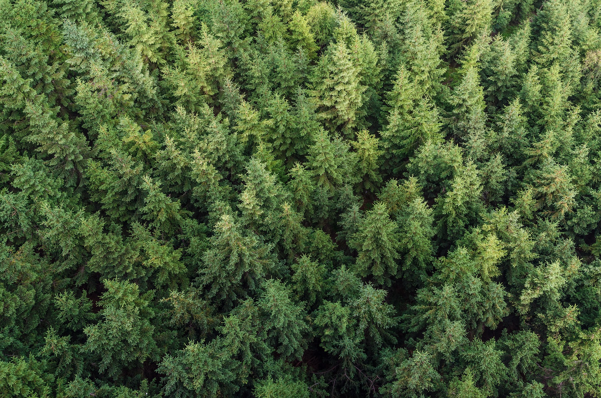 albero natale vero finto