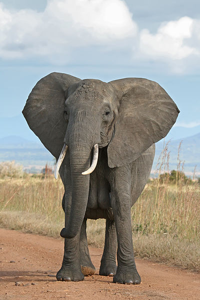400px-African_Bush_Elephant