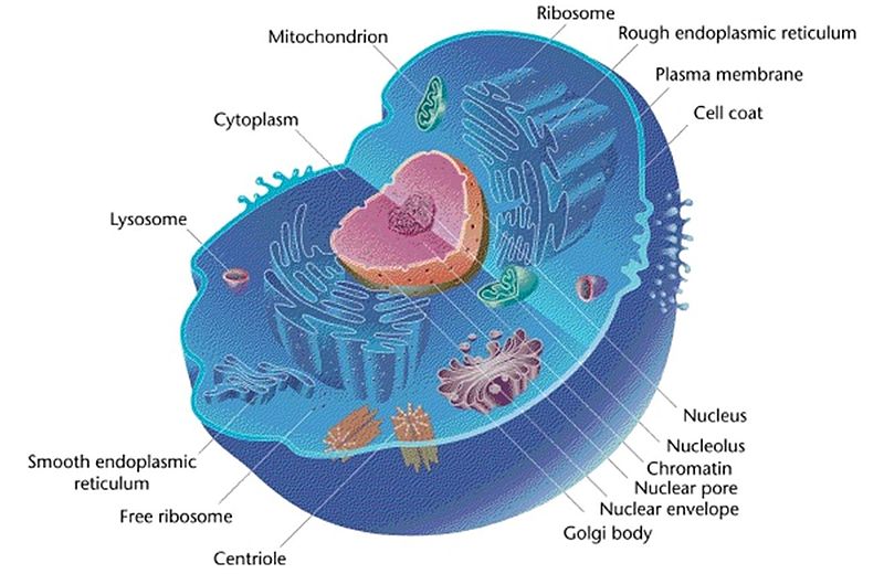 800px-Eukaryotic_Cell_(animal)