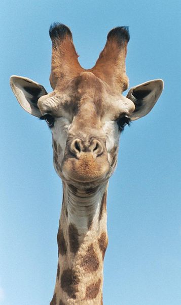 357px-Giraffe-closeup-head