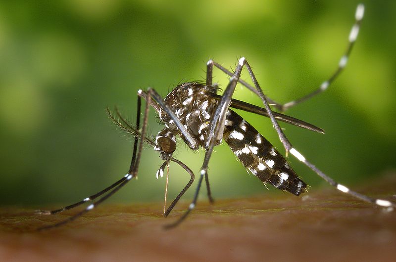 800px-CDC-Gathany-Aedes-albopictus-1