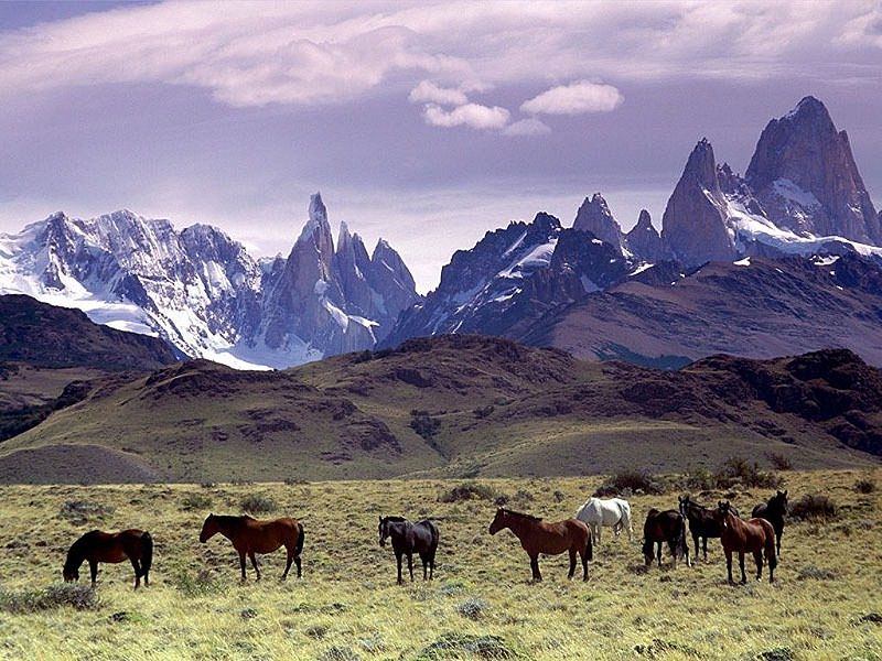 800px-Cavalli_Al_Pascolo_Ai_Piedi_Del_Massiccio_Del_Fitz_Roy,_Patagonia