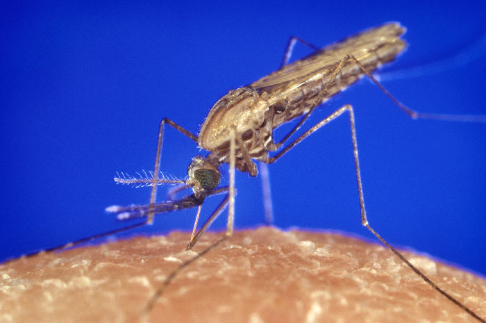 Anopheles_gambiae_mosquito_feeding_1354.p_lores