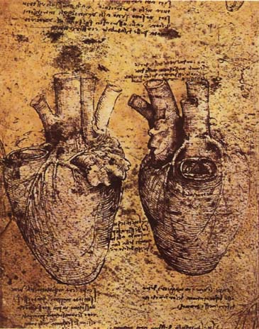 Leonardo_da_vinci,_Heart_and_its_Blood_Vessels